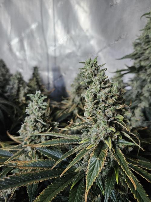 Slurricane Zamnesia. Week 14