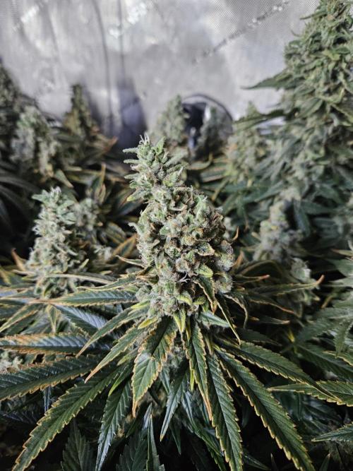 Slurricane Zamnesia. Week 14