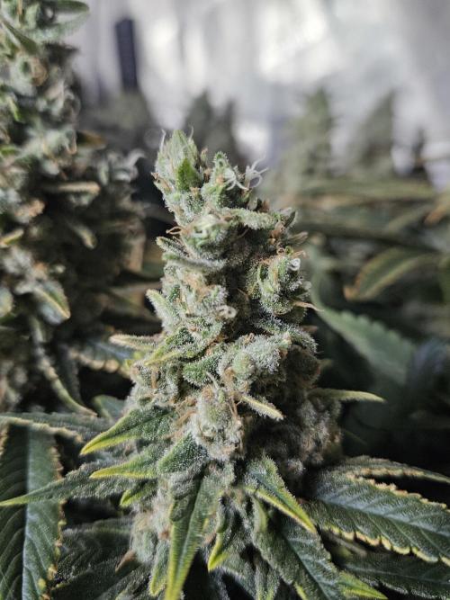 Slurricane Zamnesia. Week 14
