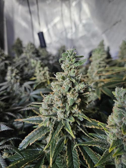 Slurricane Zamnesia. Week 14