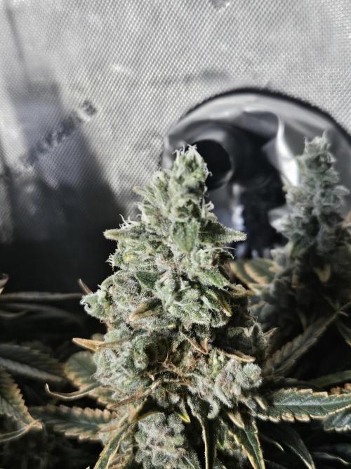 Slurricane Zamnesia. Week 14