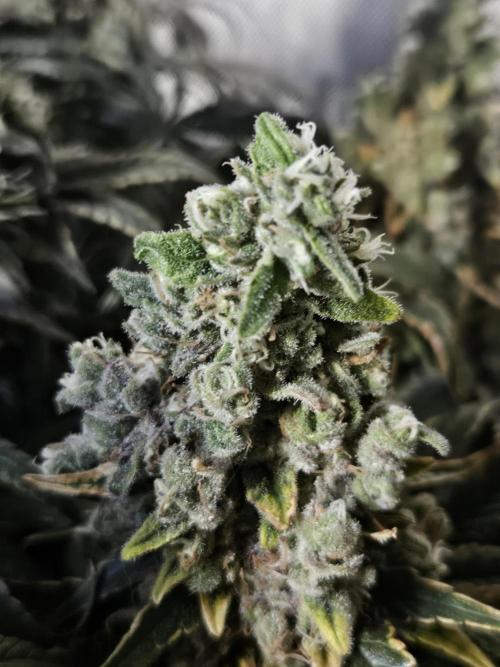 Slurricane Zamnesia. Week 14