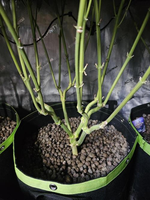 Slurricane Zamnesia. Week 14