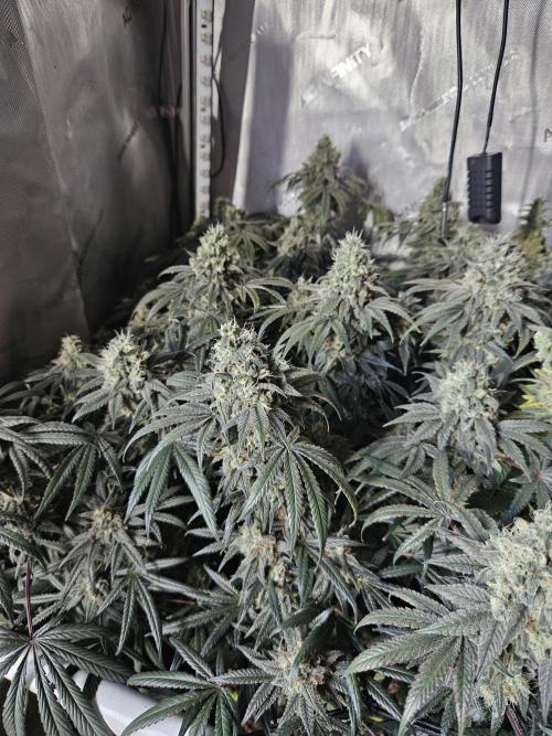 Blue Zushi Dutch Passion. Week 14