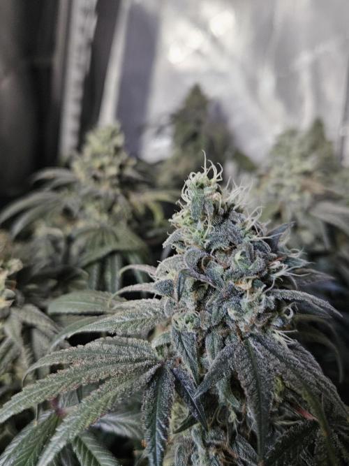 Blue Zushi Dutch Passion. Week 14