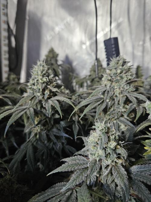 Blue Zushi Dutch Passion. Week 14