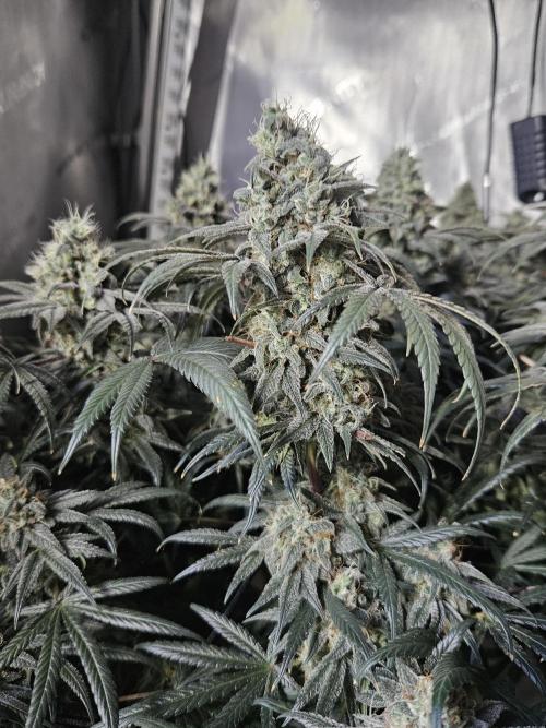 Blue Zushi Dutch Passion. Week 14