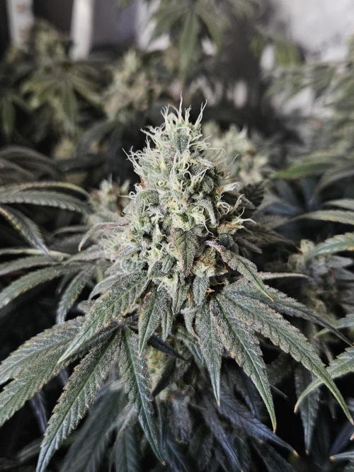 Blue Zushi Dutch Passion. Week 14