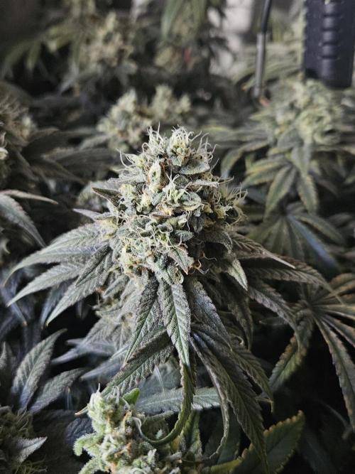 Blue Zushi Dutch Passion. Week 14