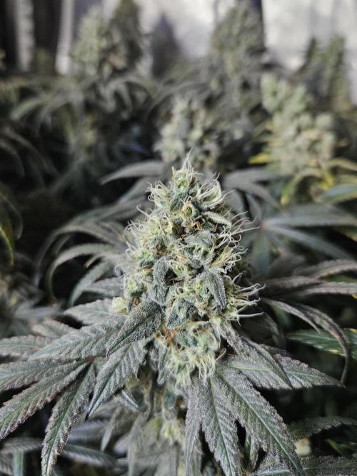 Blue Zushi Dutch Passion. Week 14
