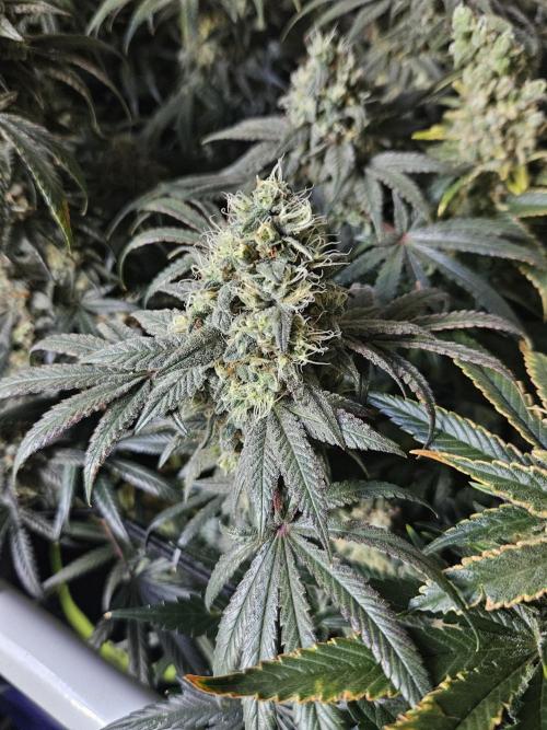 Blue Zushi Dutch Passion. Week 14