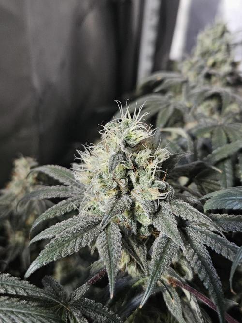 Blue Zushi Dutch Passion. Week 14