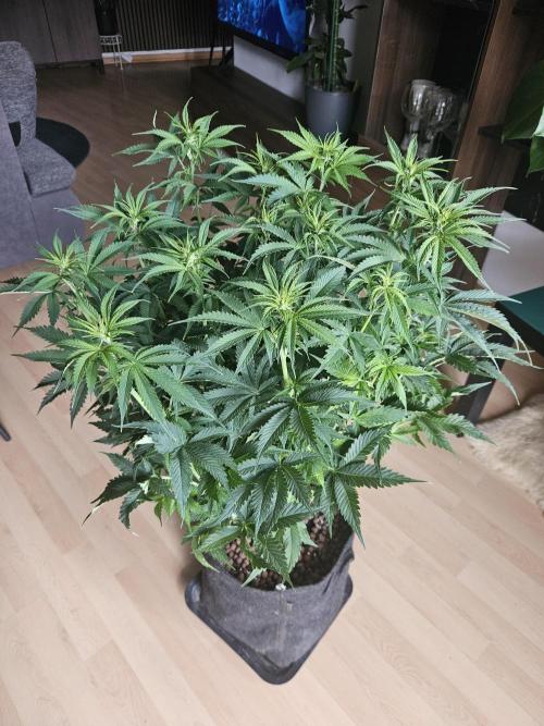 OG Kush Auto Autoseeds. Week 6