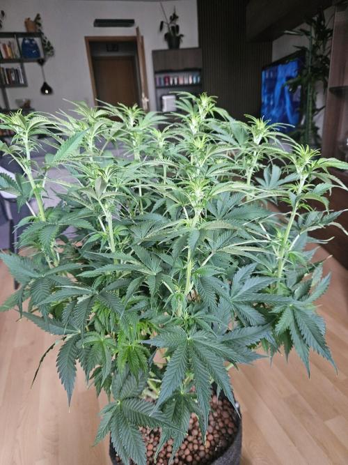 OG Kush Auto Autoseeds. Week 6