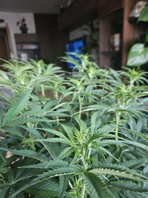 OG Kush Auto Autoseeds. Week 6