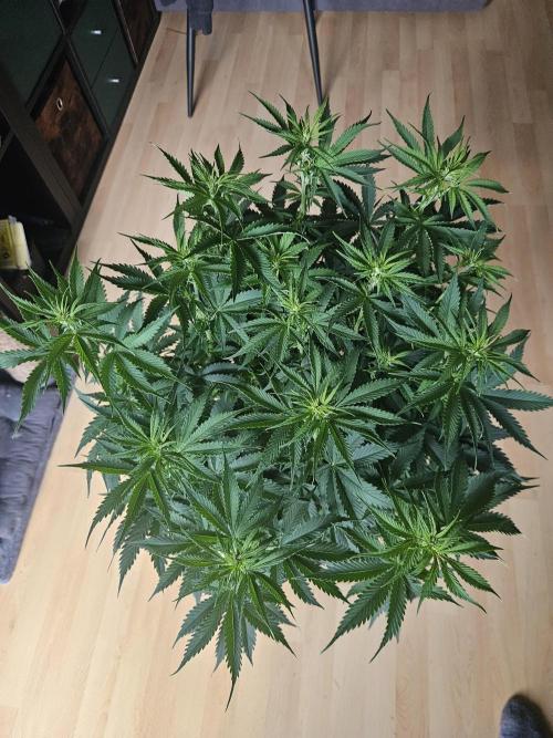 OG Kush Auto Autoseeds. Week 6
