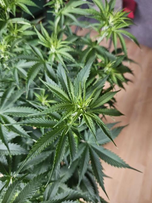OG Kush Auto Autoseeds. Week 6