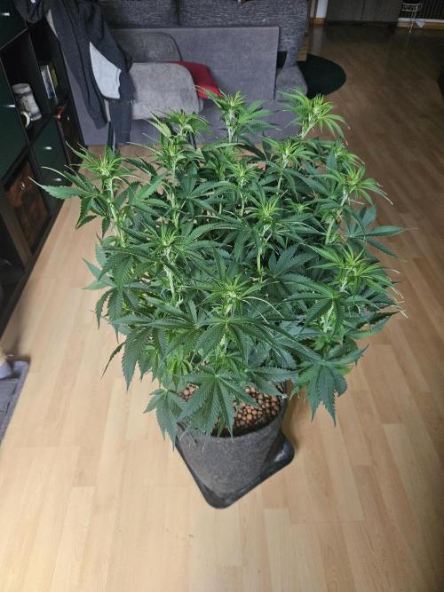 OG Kush Auto Autoseeds. Week 6