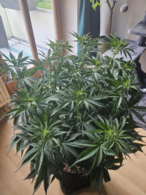 OG Kush Auto Autoseeds. Week 6