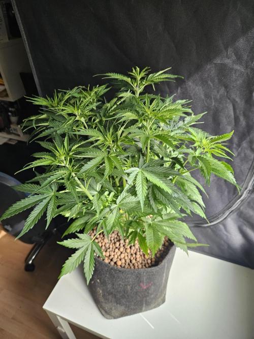 FumePop Auto Orginalsensibleseeds. Week 4