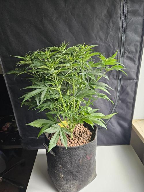FumePop Auto Orginalsensibleseeds. Week 4
