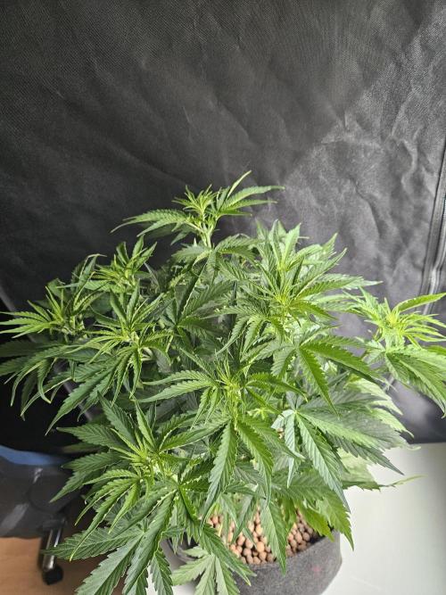 FumePop Auto Orginalsensibleseeds. Week 4