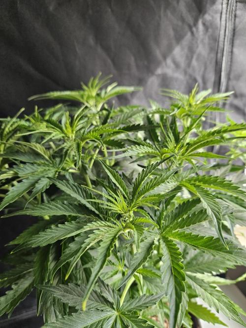 FumePop Auto Orginalsensibleseeds. Week 4