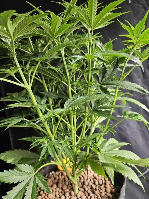 FumePop Auto Orginalsensibleseeds. Week 4
