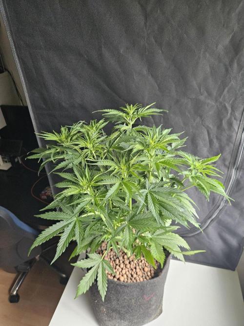 FumePop Auto Orginalsensibleseeds. Week 4