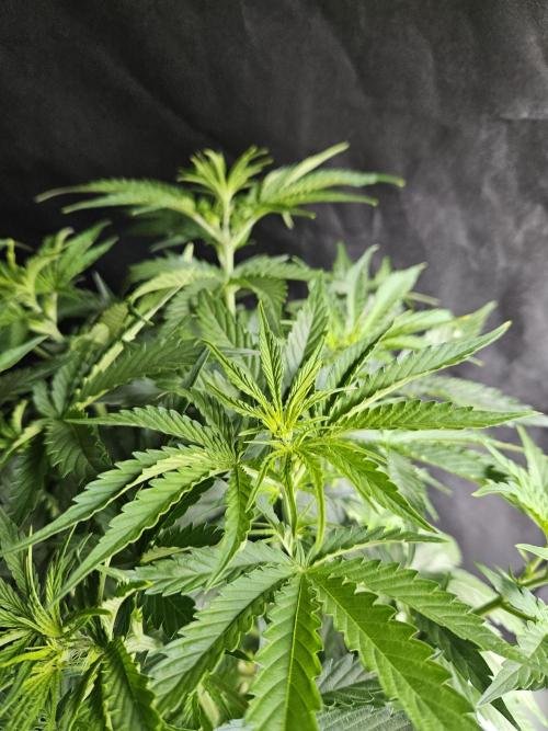 FumePop Auto Orginalsensibleseeds. Week 4