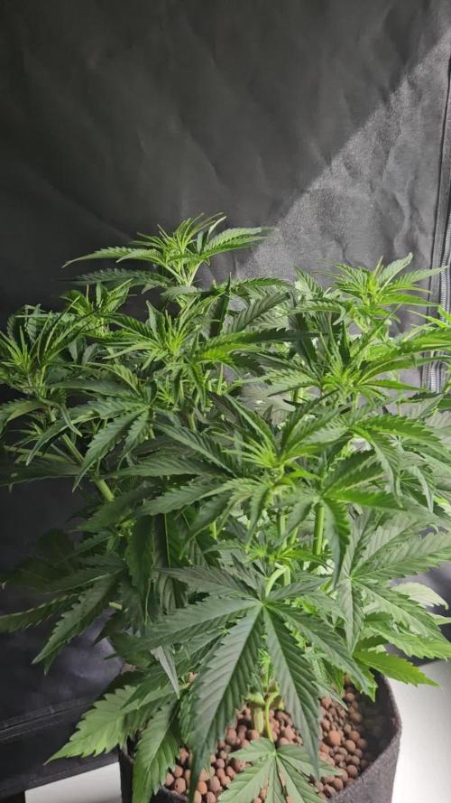 FumePop Auto Orginalsensibleseeds