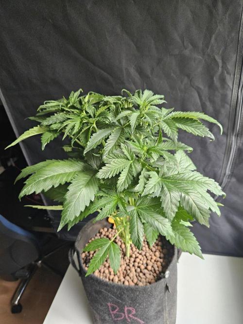 Zoapaya Auto Orginalsensibleseeds. Week 4