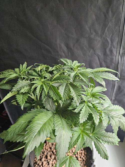 Zoapaya Auto Orginalsensibleseeds. Week 4