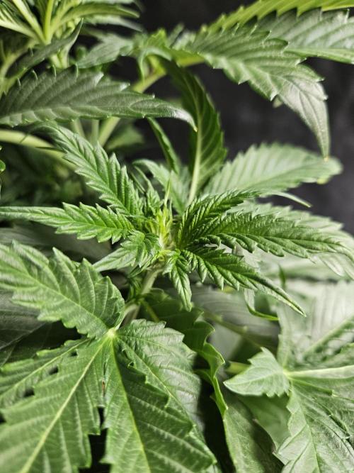 Zoapaya Auto Orginalsensibleseeds. Week 4