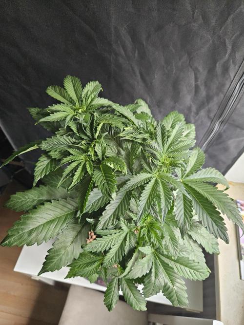 Zoapaya Auto Orginalsensibleseeds. Week 4
