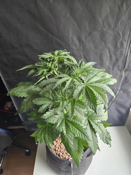 Zoapaya Auto Orginalsensibleseeds. Week 4