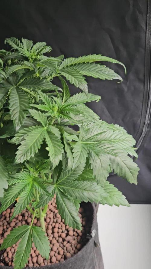 Zoapaya Auto Orginalsensibleseeds