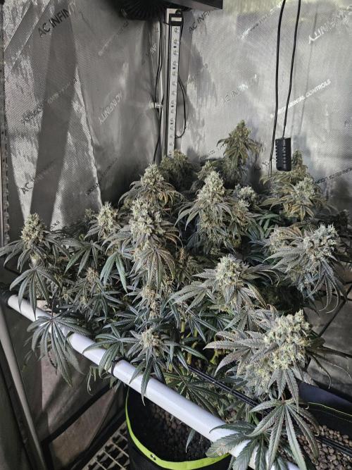 Blue Zushi Dutch Passion. Week 15