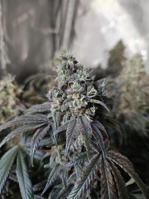Blue Zushi Dutch Passion. Week 15