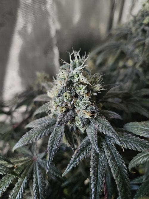 Blue Zushi Dutch Passion. Week 15