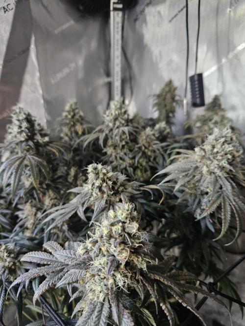 Blue Zushi Dutch Passion. Week 15