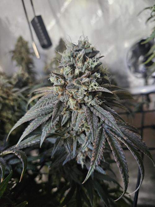 Blue Zushi Dutch Passion. Week 15