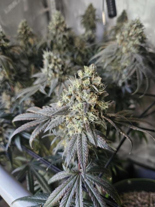 Blue Zushi Dutch Passion. Week 15