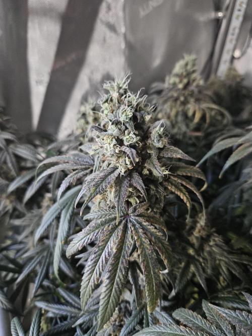 Blue Zushi Dutch Passion. Week 15