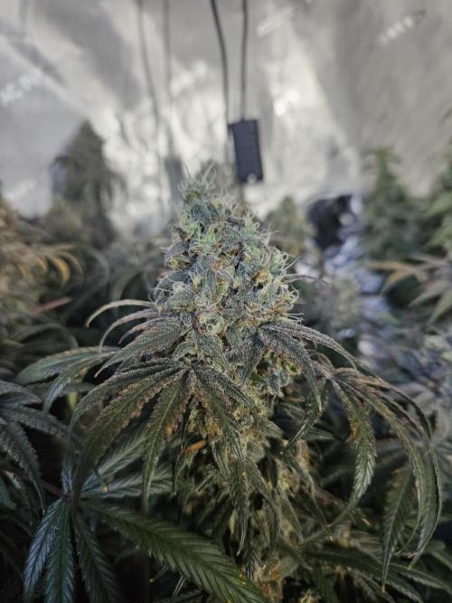 Blue Zushi Dutch Passion. Week 15