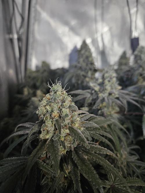 Blue Zushi Dutch Passion. Week 15