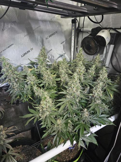 Sticky Brokkoli Zamnesia Eternity Cup. Week 15