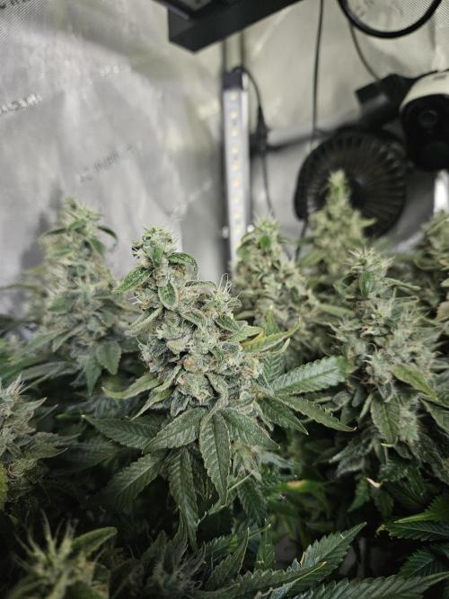 Sticky Brokkoli Zamnesia Eternity Cup. Week 15