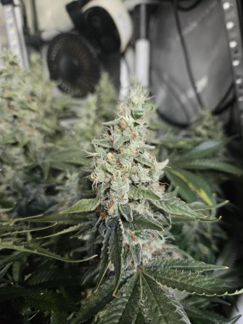Sticky Brokkoli Zamnesia Eternity Cup. Week 15