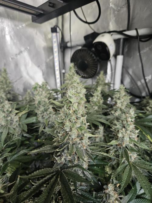 Sticky Brokkoli Zamnesia Eternity Cup. Week 15
